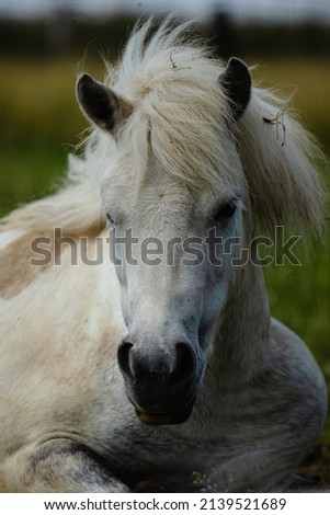 Horse Portrait in Polish Village