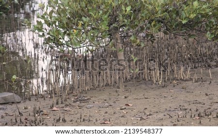 Mangrove tree and its aerial roots along the banks of Concord Foreshore. Avicennia marina Royalty-Free Stock Photo #2139548377