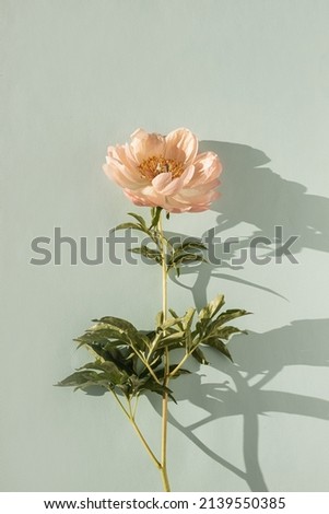 Elegant aesthetic peony flower with sunlight shadows on neutral blue background