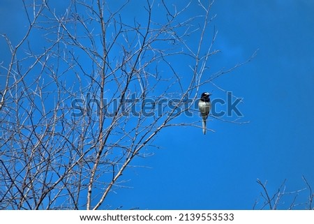 A Baical white wagtail (Motacilla alba baicalensis) feeds in a spring tree. Altai, Siberia Royalty-Free Stock Photo #2139553533
