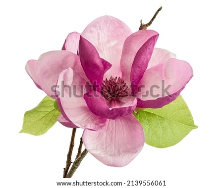 Purple magnolia flower, Magnolia felix isolated on white background, with clipping path                     