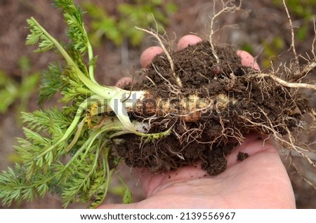 Young plant and root of caraway (Carum carvi) on hand in early spring time. Second year of the plant. The roots of the plants are also edible. Royalty-Free Stock Photo #2139556967
