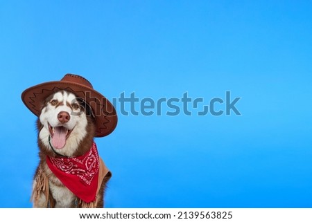 
Cute smiling Siberian Husky dog in cowboy hat, isolated on blue background. Dog in cowboy clothes smiling and looking at the camera. A ranch dog.