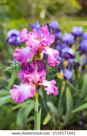 Violet and blue blooming iris flowers closeup on green garden background. Sunny day. Lot of irises. Large cultivated flowerd of bearded iris (Iris germanica). Blue and violet iris flowers are growing Royalty-Free Stock Photo #2139571461