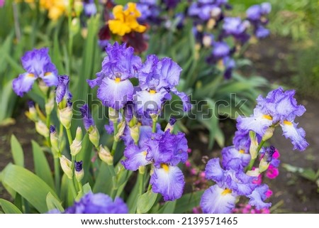 Violet and blue blooming iris flowers closeup on green garden background. Sunny day. Lot of irises. Large cultivated flowerd of bearded iris (Iris germanica). Blue and violet iris flowers are growing Royalty-Free Stock Photo #2139571465