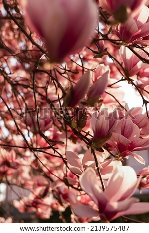 magnolia tree, flowers, pink bud, spring day, sunset