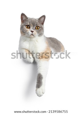 Young tortie British Shorthair cat, laying down side ways on edge with one paw hanging down. Looking towards camera with mesmerizing orange eyes. Isolated on a white background.