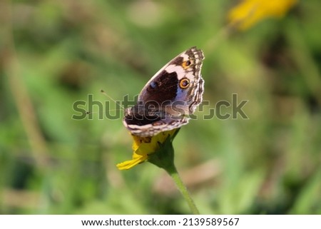 A blue butterfly on a yellow flower