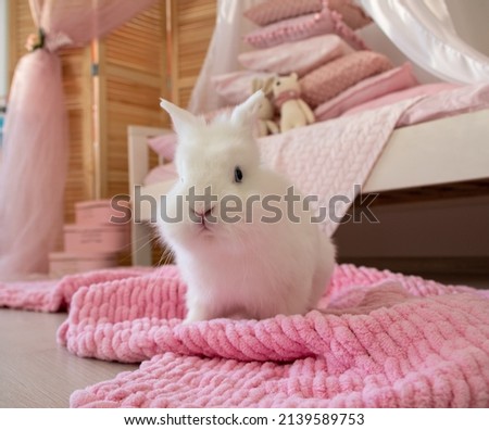 rabbit in pink room. 
White Rabbit Royalty-Free Stock Photo #2139589753
