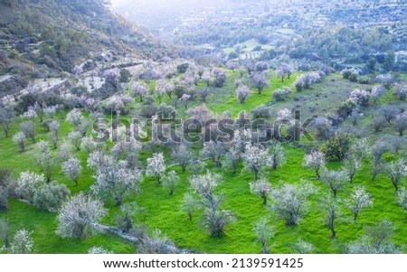 Almond trees in spring covered with white blossoms. Top view, drone landscape panorama
