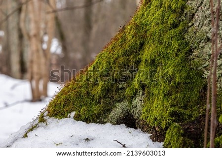 Close up photo of green moss with little brown blooms on low part of pine tree trunk at grey winter day. Moss on the tree in snow. Green and brown moss, snow, forest and pine tree.