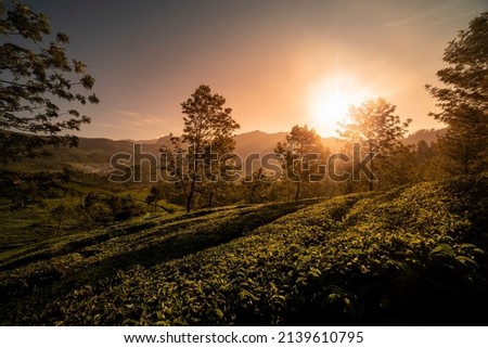 Sunrise over the tea plantation, awesome picture from Munnar Kerala travel and tourism concept image