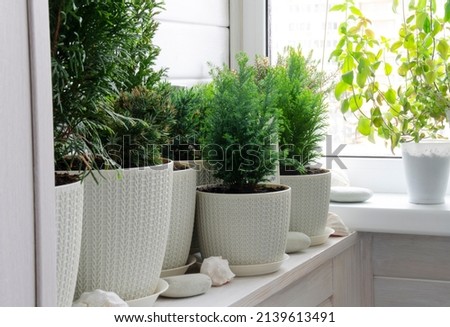 Coniferous plants on a white balcony. Thuja, cypress, juniper. Crop production. Interior design, wooden veranda, a place to relax. Modern stylish loggia. Royalty-Free Stock Photo #2139613491