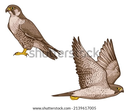 Vector illustration of a falcon. Two birds  isolated on a white background. Royalty-Free Stock Photo #2139617005