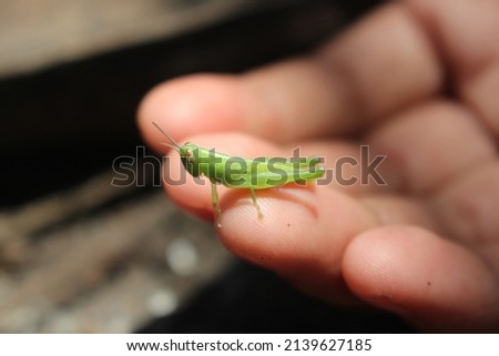 a small green grasshopper lands on the hand