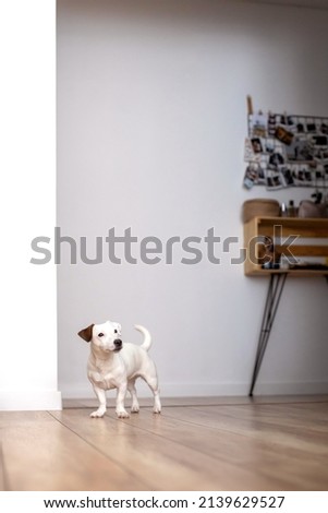 Cute little dog Jack Russell Terrier breed posing at minimalistic home interior. Funny domestic animal white whool standing on wooden floor at cosiness scandinavian style living room Royalty-Free Stock Photo #2139629527