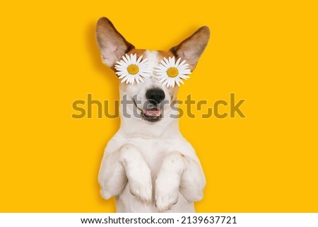 Happy Jack Russell with a smiling face lies with chamomile flowers on a yellow background. Royalty-Free Stock Photo #2139637721