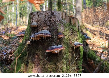 Wild red-belted conks(Fomitopsis pinicola) that grow on tree stump Royalty-Free Stock Photo #2139643527