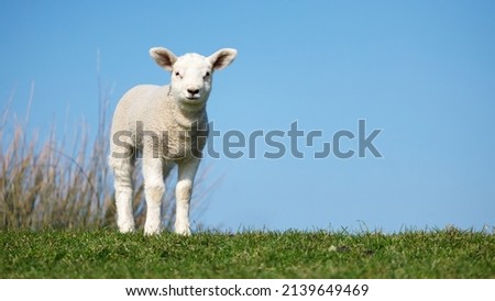 Texelaar young sheep, lamb, standing in grass in front of a blue sky, Dutch, Holland Royalty-Free Stock Photo #2139649469