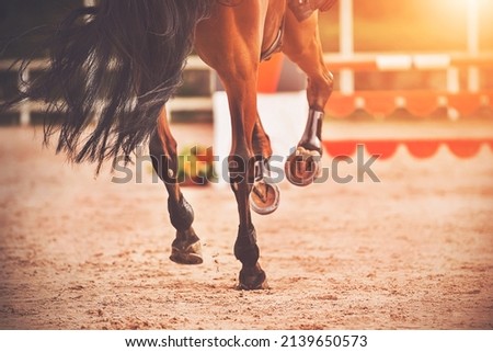 The shod hooves of a galloping bay horse step on the sand of an outdoor arena at equestrian competitions. Horse riding. Equestrian sports. Royalty-Free Stock Photo #2139650573