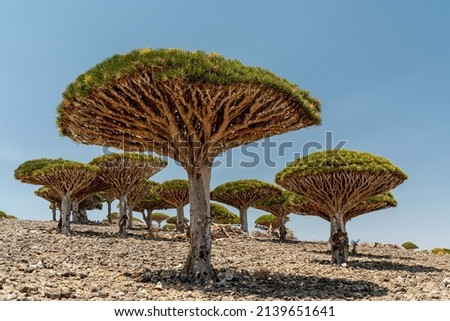 Dragon tree on Socotra island in Yemen Royalty-Free Stock Photo #2139651641
