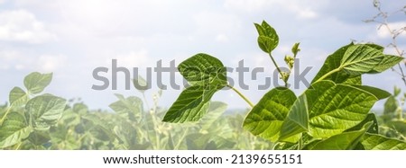 Green Soy Field closeup. Soybean Crop in Field. Background of Ripening Soybean. Rich Harvest Concept. Agriculture, Nature and Agricultural land. Soybeans in sun rays close up. Farm. Soybean Bloom. Royalty-Free Stock Photo #2139655151