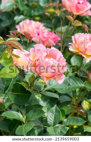 Beautiful roses in the park