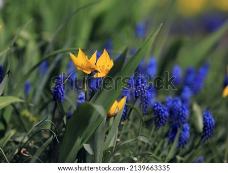 Close view of blue muscari flower. Grape giacinth. Vibrant colors, beautiful floral background, picture for postcard