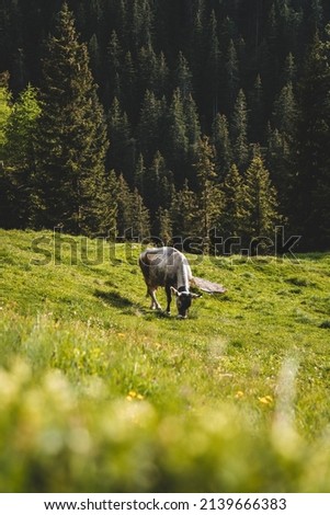 Cow on a meadow in the mountains Royalty-Free Stock Photo #2139666383