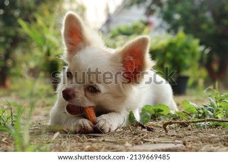 Cute of chihuahua dog eating dried food