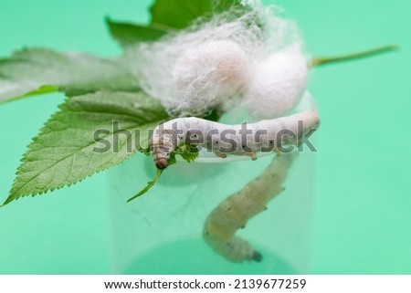 Silkworm make cocoon in plastic container. Royalty-Free Stock Photo #2139677259