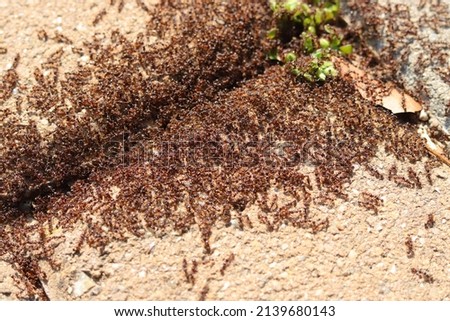 Red ant colony in the garden.