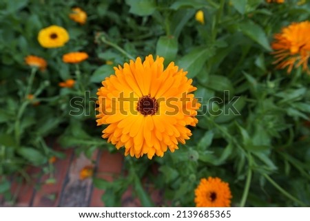 Scientific name Calendula officinalis and common names the pot marigold, ruddles or Scotch marigold blossom plants in the park