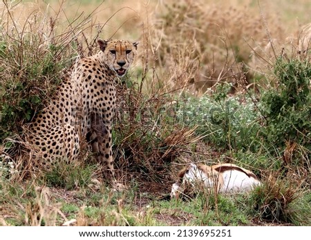 Cheetah resting after hunting his antelope prey during a safari