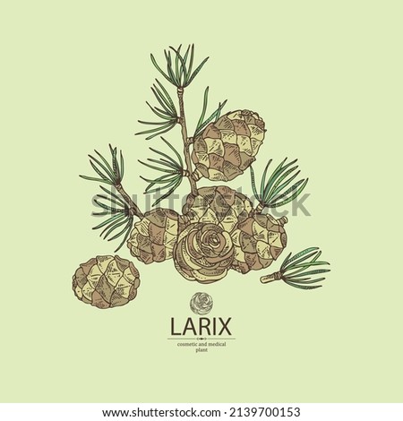 Background with larix: larch tree, larix branch and larch cone. Cosmetics and medical plant. Vector hand drawn illustration. Royalty-Free Stock Photo #2139700153