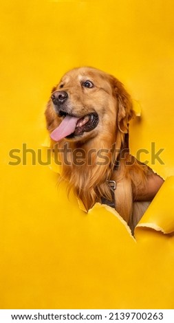male golden retriever dog photoshoot studio with breaking paper concept yellow paper background isolated
