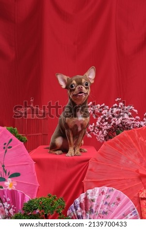 a dog photoshoot with chinese new year theme with red background isolated