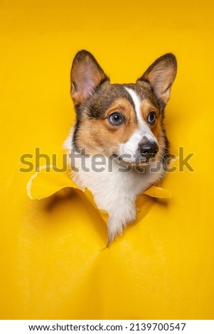 pembroke welsh corgi male photoshoot studio with breaking paper concept yellow paper background isolated