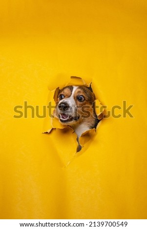 pembroke welsh corgi male photoshoot studio with breaking paper concept yellow paper background isolated