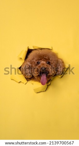 pemale poodle dog photoshoot studio with breaking paper concept yellow paper background isolated