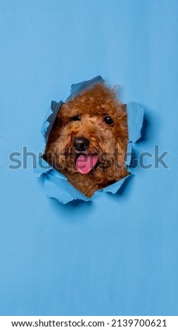 male poodle dog photoshoot studio with breaking paper concept blue paper background isolated