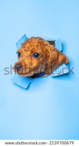 male poodle dog photoshoot studio with breaking paper concept blue paper background isolated