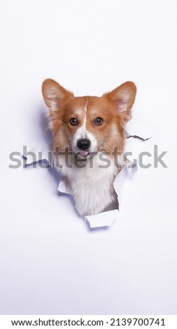 pembroke welsh corgi female photoshoot studio with breaking paper concept white paper background isolated