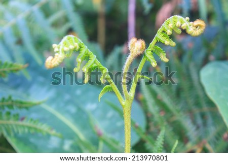 Close up of fern leaf with water drops in tropical forest