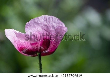 single pink poppy flower on green background