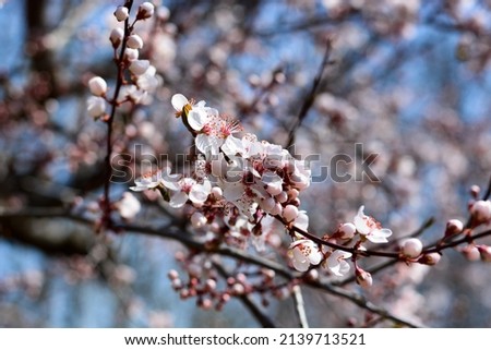 a gorgeous pink bloom on a spring day with blue sky