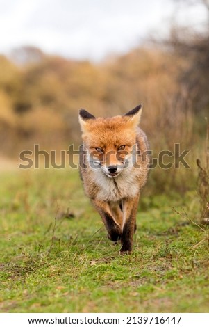 Red Fox Walking Towards the Camera in A Nature Background in A Park