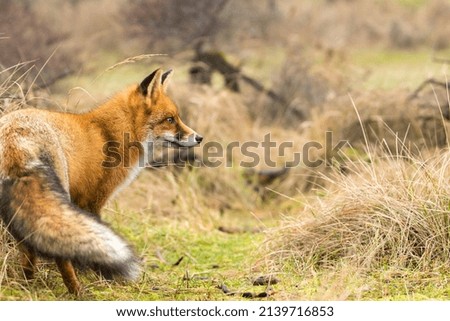 Red Fox Standing in A Nature Background in A Park