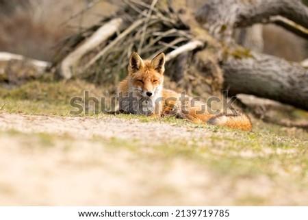 Red Fox Lying in A Green Nature Background