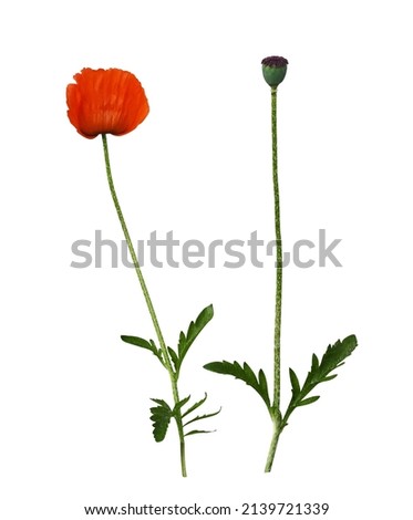 Set of red poppy flower and seeds isolated on white